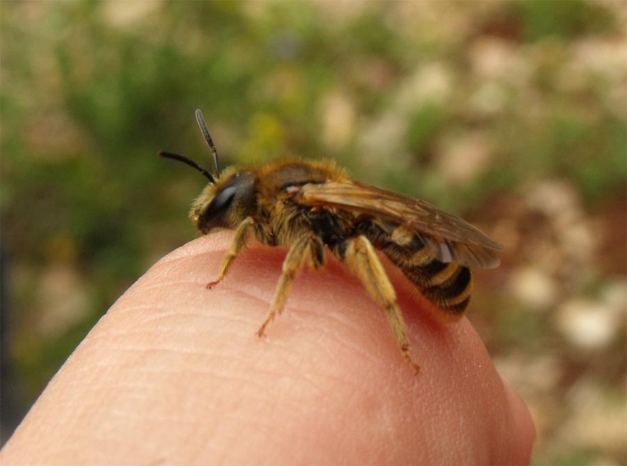 Apoideo scavatore: Femmina di Halictus sp.